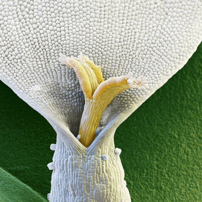 Ромашка под микроскопом.