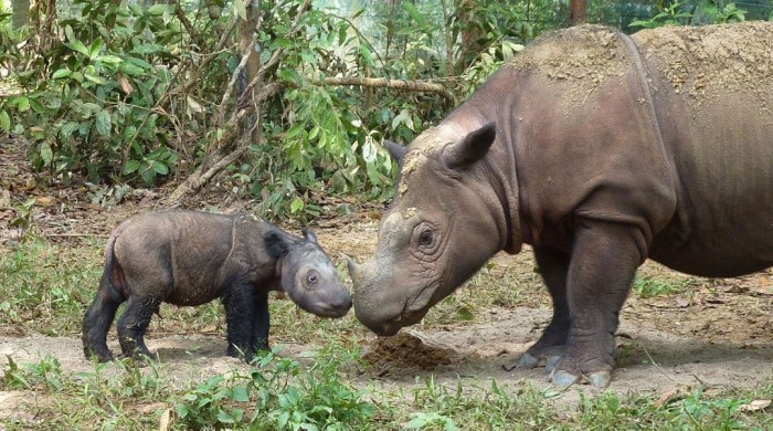 Яванский носорог. \ Фото: international.thenewslens.com.