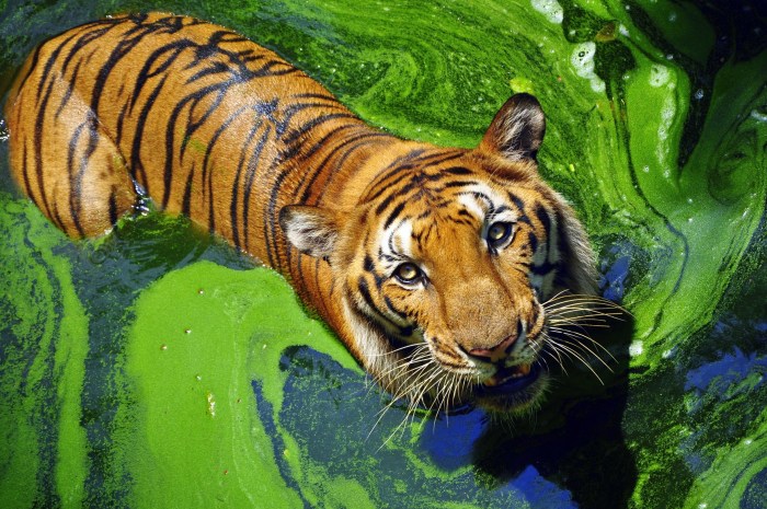 Бенгальские тигры. \ Фото: shutterstock.com.