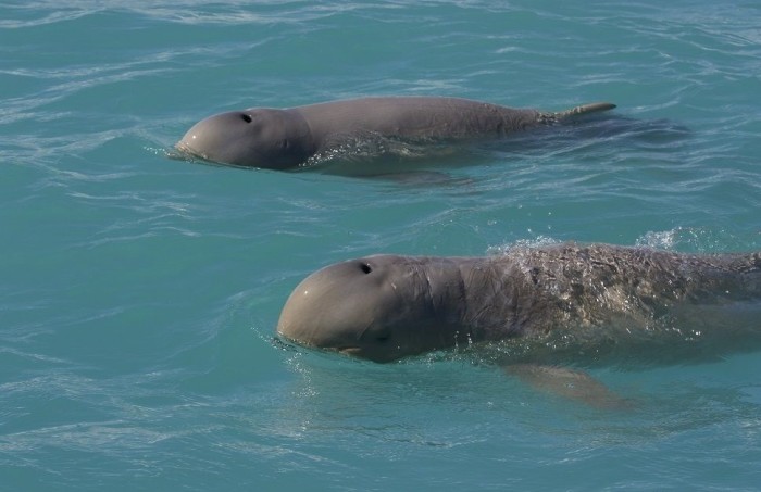 Дельфины Иравади. \ Фото: google.ru.