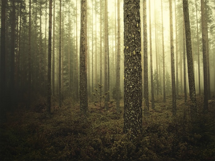 Лес в Финляндии.