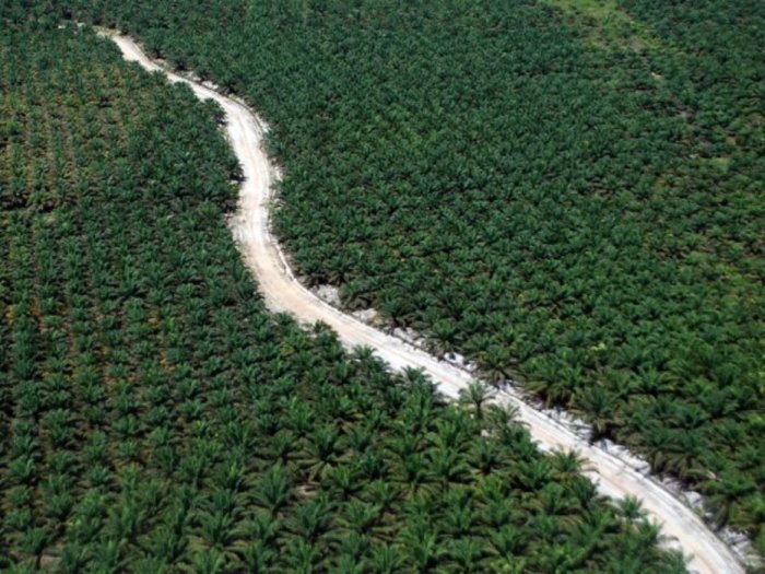 Эта дорога проходит через пальмовую плантацию в Индонезии.