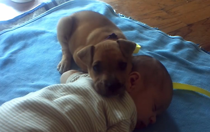 Видео про дружбу младенца и щенка, а также их общую любовь к сладкому сну