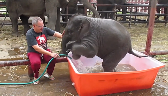 Слоненок забавно купается в импровизированном бассейне.