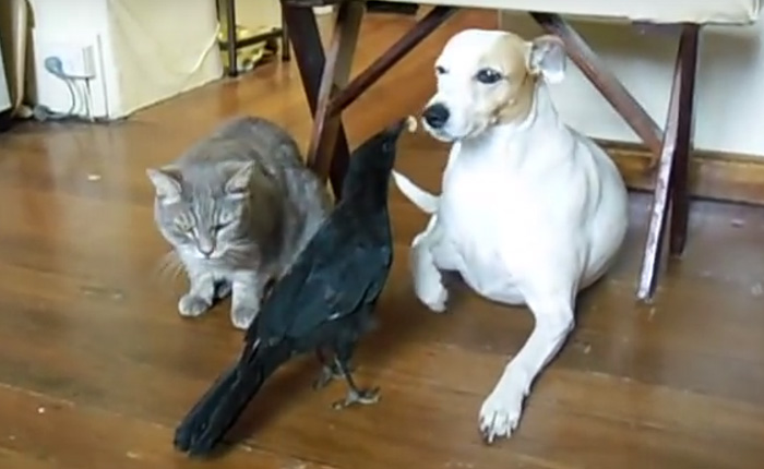 Птица кормит своих друзей: котика и собачку.