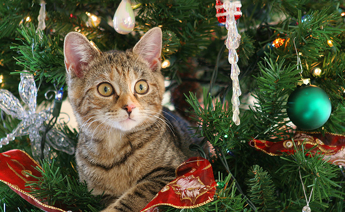 Коты знакомятся с Новогодней елкой.
