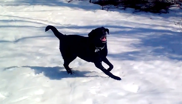 Первый снег: собачья радость.