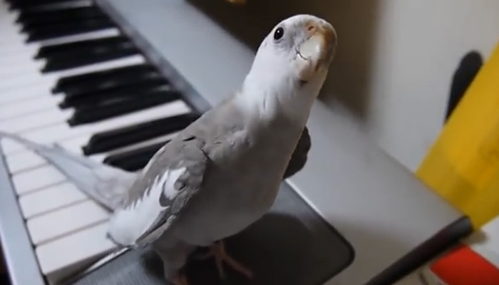 Очень музыкальный попугай.