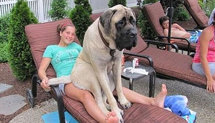Самые крупные, большие и сильные собаки.