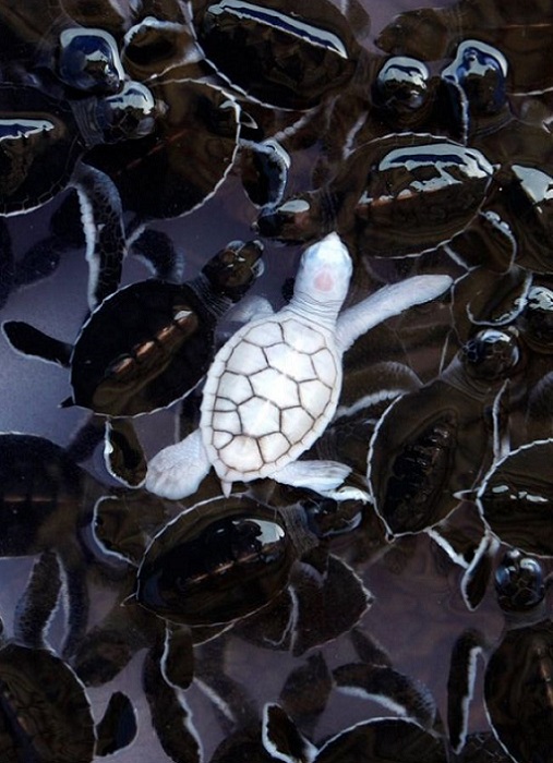 Черепаха-альбинос, родившаяся в биопитомнике в Бразилии.
