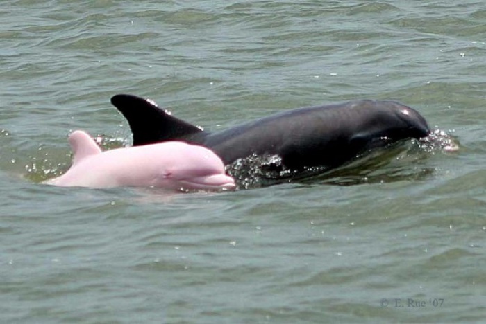 Уникальный розовый дельфин-альбинос.
