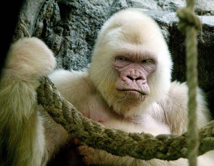 Известная горила-альбинос Снежинка, жившая в Барселонском Зоопарке с 1966 до 2003 года.