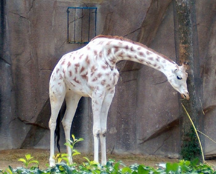 Очень редкий вид жирафа-альбиноса.