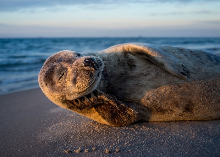 Автор фотографии «Модель № 1 – счастливый тюлень!» – Ларс Лакке (Lars Lykke).