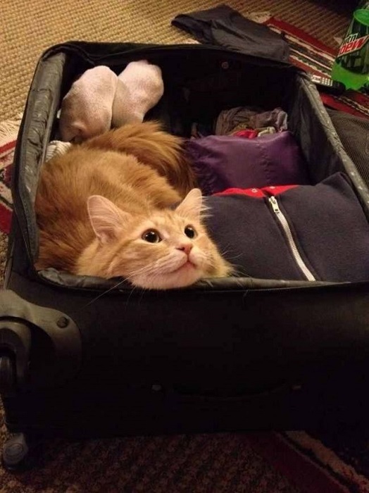 Кот сам решает ехать с вами или нет.