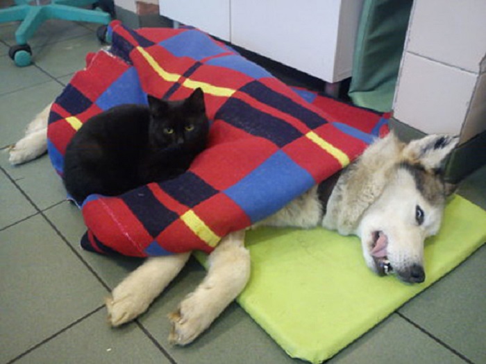 Кот старается согреть и помочь любому животному, оказавшемуся у ветеринаров приюта.
