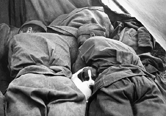 Спящие красноармейцы и собака.
