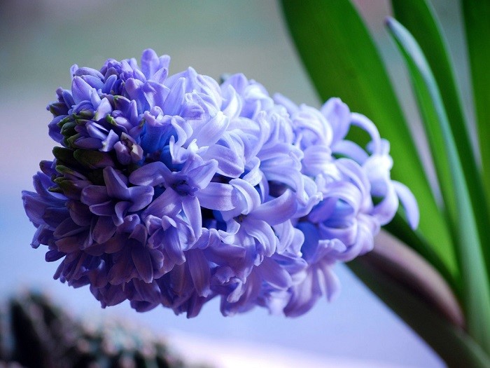 Один из первых цветов, который распускается в саду в начале весны.