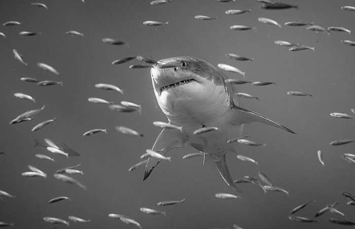 Автор фотографии «Большая белая акула» – Алехандро Купи (Alejandro Cupi).