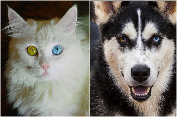 Животные с разноцветными глазами.