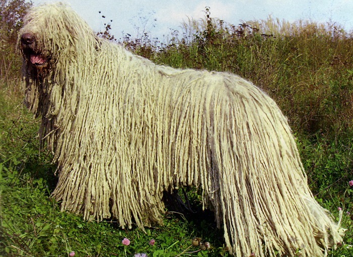 Крупная порода, известная своим необычным внешним видом: тело собаки покрыто длинной белой шерстью.