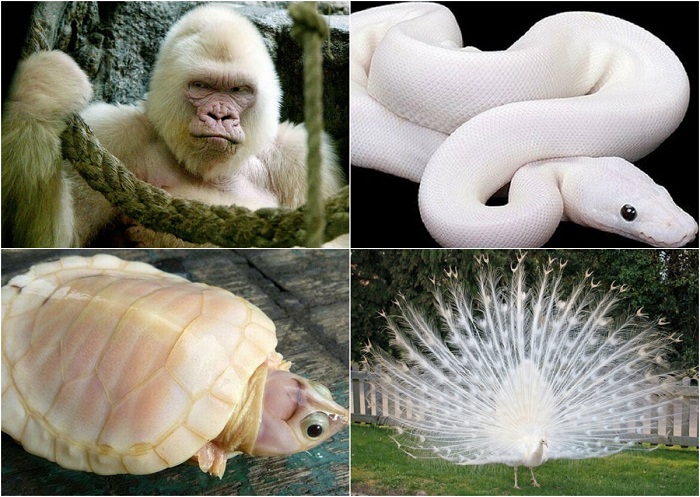 Необычные и очаровательные фотографий существ-альбиносов.