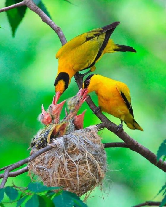 Яркие желто-черные птицы предпочитают питаться насекомыми, но также употребляют в пищу и лесные ягоды.