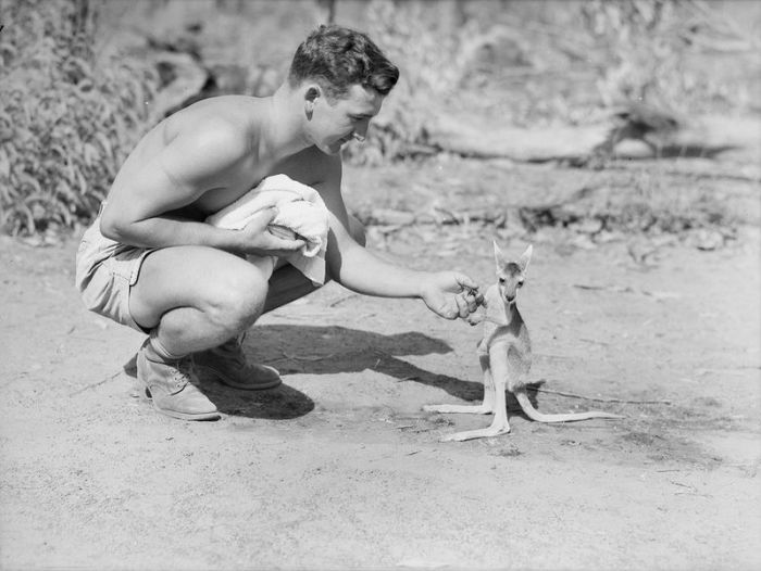 Знакомство с кенгуренком, 1942 год.
