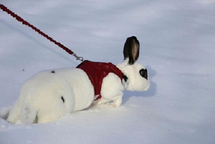 «Моего кролика очень заинтересовал снег, поэтому он никак не хотел возвращаться с прогулки».