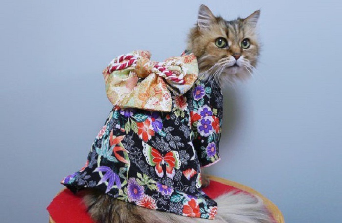 Очаровательные котейки, которых хозяева одели в кимоно.