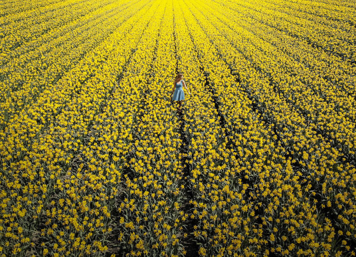 Море из желтых тюльпанов недалеко от Амстердама (Нидерланды).