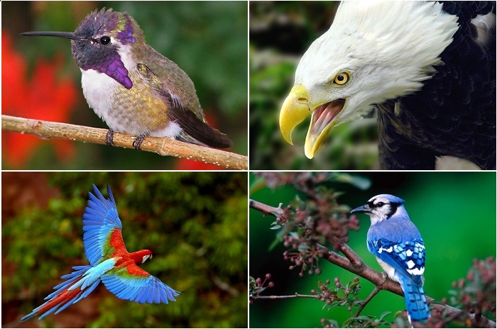 Удивительные птицы планеты.