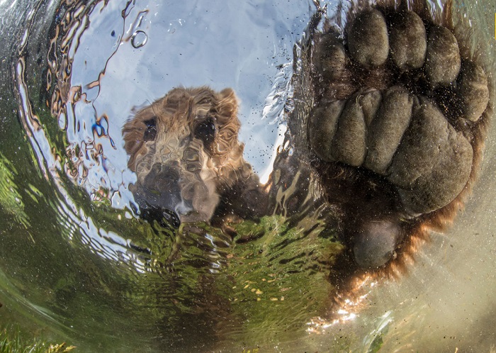 Автор фотографии «Жидкий медведь» - Майк Коростелев (Mike Korostelev).