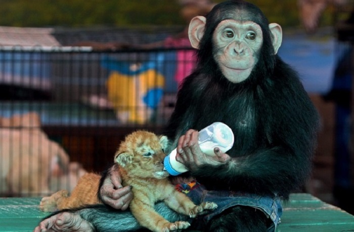 Шимпанзе кормит из бутылочки 28-дневного тигренка в зоопарке Самуту Пракан, Бангкок, Таиланд.