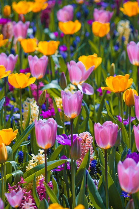 Тюльпанные поля – главная «весенняя» достопримечательность в Нидерландах.