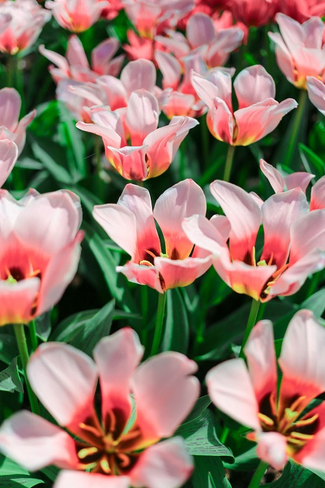 Нидерланды стали второй родиной для ярких и многообразных тюльпанов.