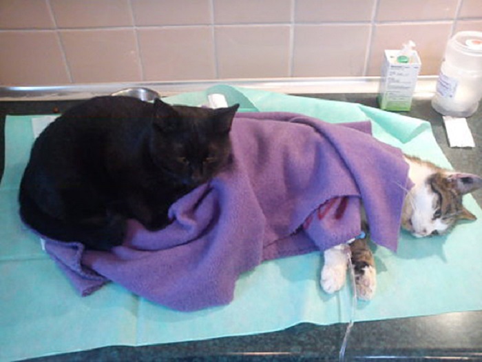 Выздоровевший кот отрабатывает полную ставку в качестве медбрата, в благодарность за свою спасённую жизнь.