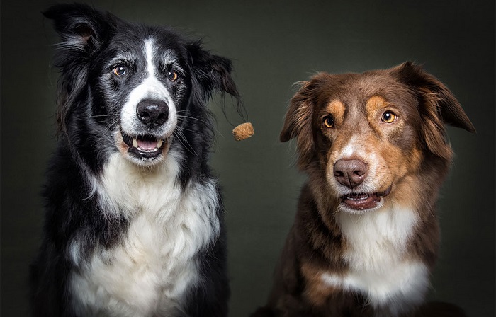Бордер-колли – самые умные среди собак, поэтому и реакция соответствующая.