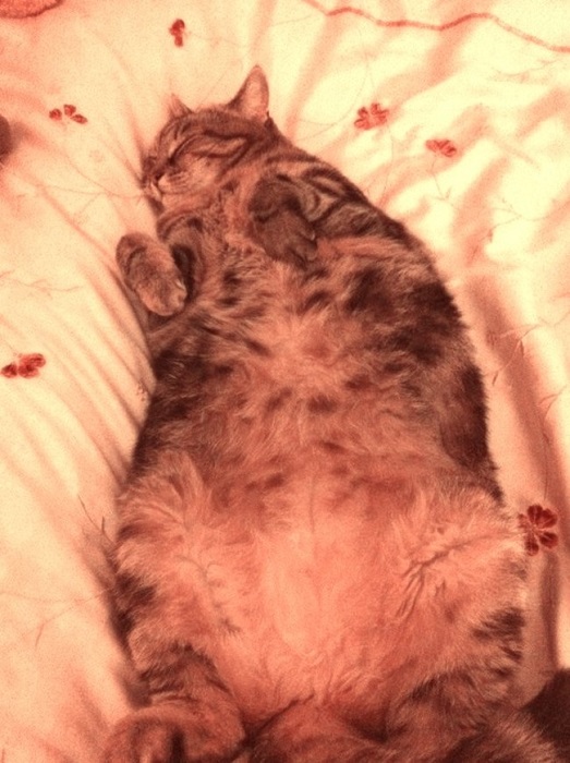 Забавный кот-толстячок.