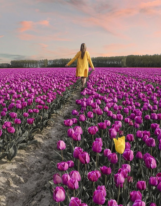 Красочное поле весенних цветов в Нидерландах.