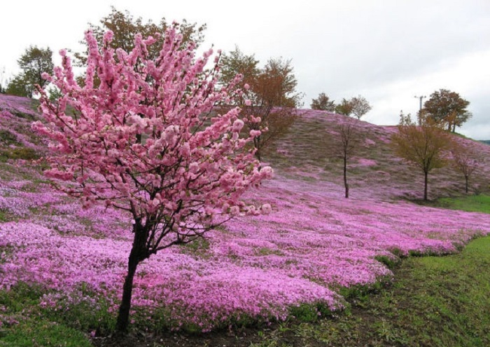 Цветы японской вишни - сакуры.