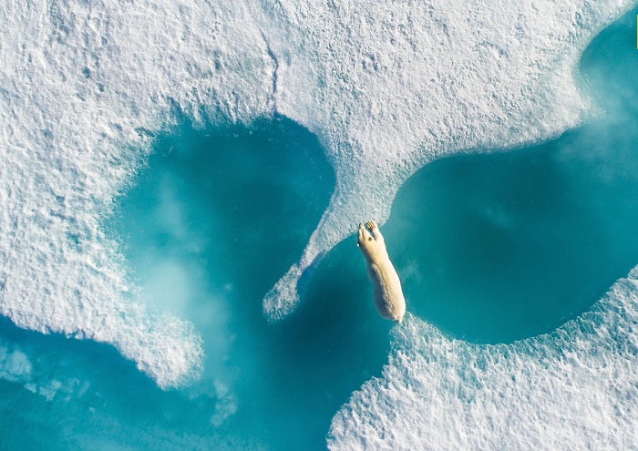 Автор снимка «Над полярным медведем» – фотограф под псевдонимом Ledoux.