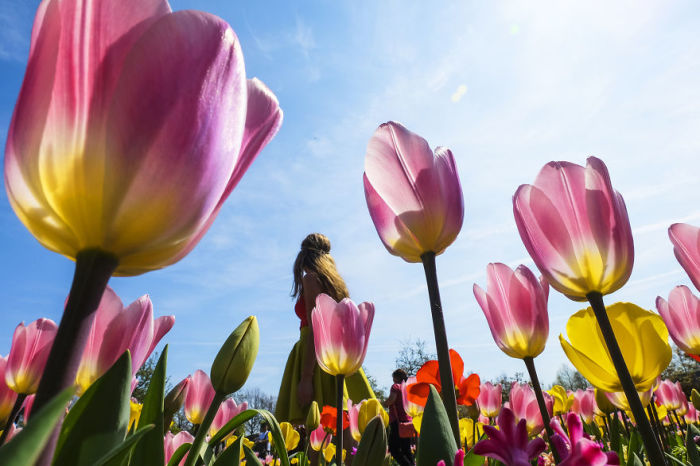 Цветущие тюльпанные поля привлекают множество туристов со всего мира.