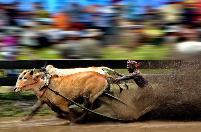 «Гонки бычьих упряжек на Мадуре — то же, что петушиные бои на Бали». Автор фотографии: Nguan Wee Yong, 3 место.