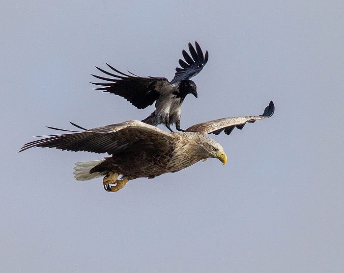 Белохвостый орёл с пассажиром. Автор фотографии: Олег Знобищев, 2 место.