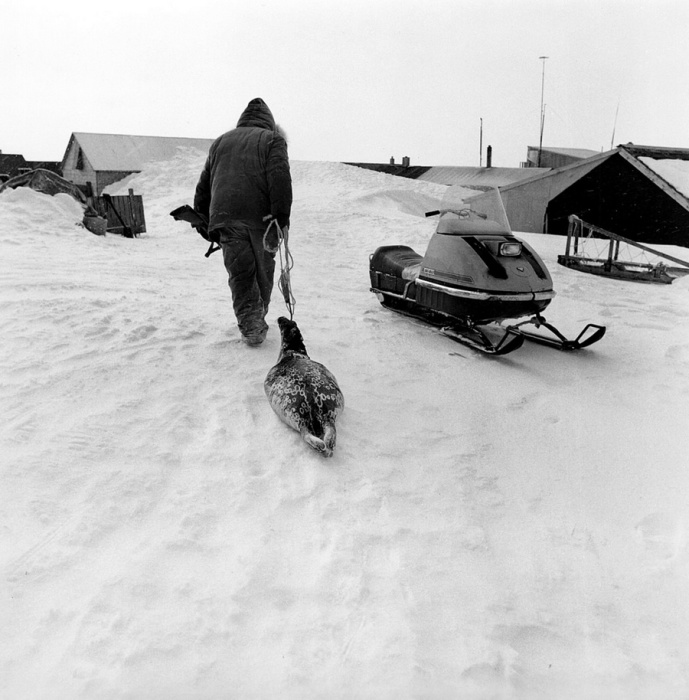Охотник привез домой тюленя, семья обеспечена, Тунунак, Аляска, 1975 год.