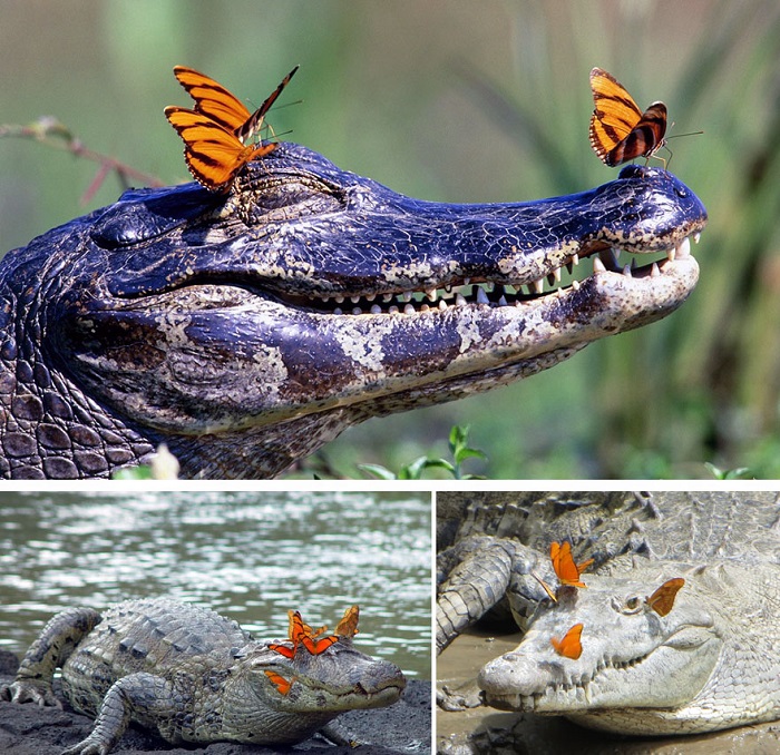 Крокодилы радуются солнцу и бабочкам.