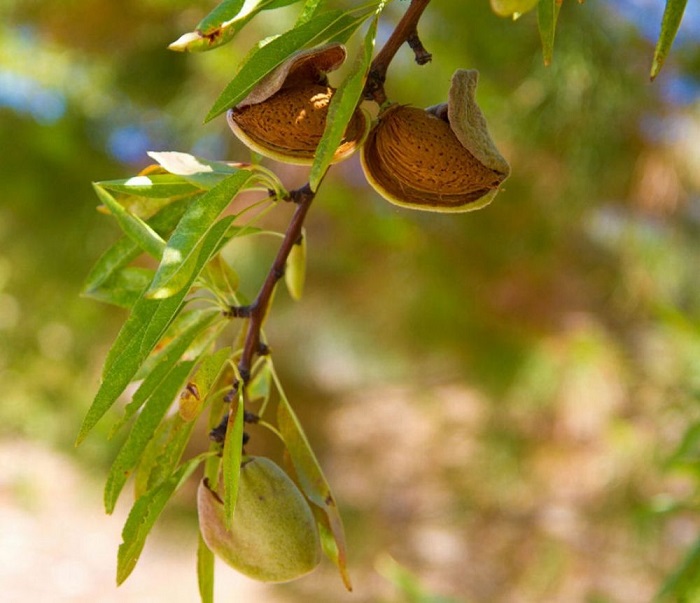 Плод миндального дерева представляет собой костянку.