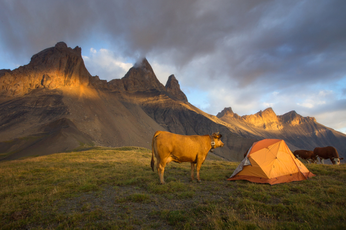 Пока фотограф ждал возможности запечатлеть великолепный закат, корова заинтересовалась установленной рядом палаткой.