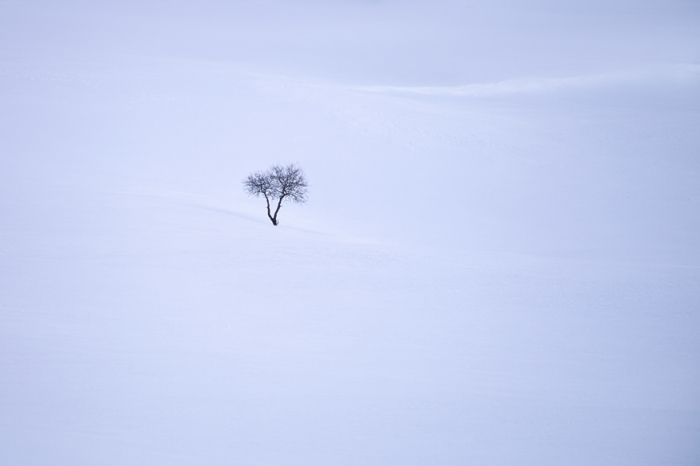 Маленькое одинокое дерево, потерявшееся на огромных просторах чистого снега.